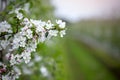 Lush blooming on trees. Spring flowering gardens on blue cloudless sky