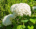 Lush blooming white hydrangea among the green foliage of a sunny summer garden Royalty Free Stock Photo