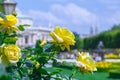 Lush blooming yellow roses in rose garden. Volksgarten(people's park) in Vienna, Austria