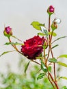 A lush, blossoming red rose next to the not yet faded young green buds