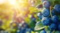 Lush blueberry bushes in a thriving greenhouse, showcasing ripe berries ready for abundant harvest