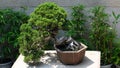 Lush bonsai conifer tree in a terracotta pot, Asia. Royalty Free Stock Photo