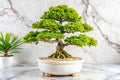 Lush bonsai tree in white pot, marble countertop, plants Royalty Free Stock Photo