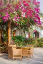 Lush bougainvillea flower