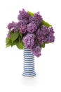 The lush bouquet of freshly cut lilacs in a striped ceramic vase Royalty Free Stock Photo