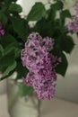 Lush bouquet of pink lilacs. Home atmosphere. Sunlight