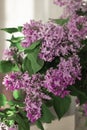 Lush bouquet of pink lilacs. Home atmosphere. Sunlight