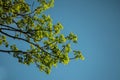 Lush branch against blue sky