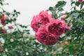 Lush branch of beautiful garden pink roses in raindrops in the garden