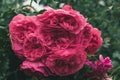 Lush branch of beautiful garden pink roses in raindrops in the park