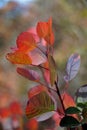 Lush branch with bright red and green leaves