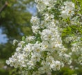 Lush branch covered with white flowers. Spring flowering trees in the garden.