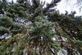 Lush branch of green spruce close up