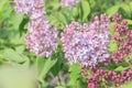 Lush branch of purple spring lilac.