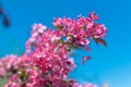 A lush branch of spring blooming apple tree with bright purple pink flowers blooms in the park against a backdrop of blue sky, Royalty Free Stock Photo