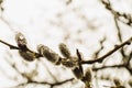 Lush branch willow in drops of water.