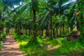 lush branched palm trees on a sunny day on a coconut farm in Thailand