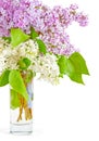 Lush branches of blooming white and purple lilacs in a bouquet in a vase Royalty Free Stock Photo