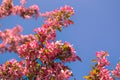 Lush branches of spring blooming apple tree with bright delicate pink flowers blooms in the garden against a backdrop of blue sky Royalty Free Stock Photo