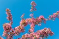 A lush branches of spring blooming apple tree with bright pink flowers blooms in the park against a background of blue sky Royalty Free Stock Photo