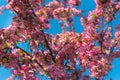 A lush branches of spring blooming apple tree with bright pink purple flowers blooms in the park against a background of blue sky Royalty Free Stock Photo