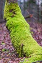 Lush bright green moss on a tree trunk Royalty Free Stock Photo