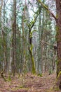 Lush bright green moss on a tree trunk Royalty Free Stock Photo