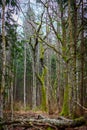 Lush bright green moss on a tree trunk Royalty Free Stock Photo