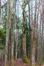 Lush bright green moss on a tree trunk Royalty Free Stock Photo