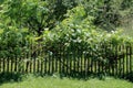 Lush bright sunny green vine backyard garden plants growing on old retro vintage wooden picket fence Royalty Free Stock Photo