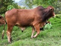 A young brown zebu breed bull walks proudly through a meadow in the field, in front of the herd