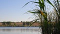 Lush bulrush growing over river bank and fluttering leaves in wind. Autumn lake landscape Royalty Free Stock Photo