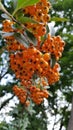 Lush bunch of rowan berries among green leaves. Autumn seasonal berries closeup with blurry green tree foliage background. Royalty Free Stock Photo