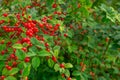 Lush bush with berries of red juicy ripe cherries on the branches. Cherry juice