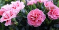 Lush bush of bicolor light and dark pink Dianthus caryophyllus of Caryophyllaceae,also called Doris,growing in garden