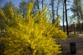 Lush bush of blooming Forsythia Intermedia growing in the park