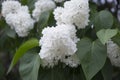 Lush bush of blooming white lilac close up background