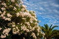 White oleanders against the background of mountains and clouds in Montenegro