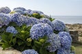 lush bush of blue hydrangeas overlooking a serene, rocky beach and calm sea under a clear sky