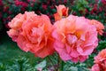 Lush bush of bright pink roses on a background of nature. Flower garden Royalty Free Stock Photo