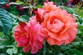 Lush bush of bright pink roses on a background of nature. Flower garden. Royalty Free Stock Photo