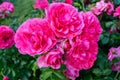 Lush bush of bright pink roses on a background of nature. Flower garden. Royalty Free Stock Photo