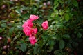 A lush bush of pink garden roses. Blurry floral background with red flowers. Space for the text. Lots of colors. Soft focus Royalty Free Stock Photo
