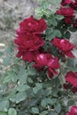 A lush bush of red roses on a background of nature Royalty Free Stock Photo