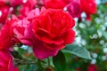 A lush bush of red roses on a background of nature. Royalty Free Stock Photo