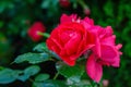 A lush bush of red roses on a background of nature. Royalty Free Stock Photo