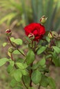 A lush bush of red roses on a background of nature. Royalty Free Stock Photo