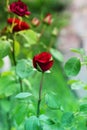 A lush bush of red roses on a background of nature. Royalty Free Stock Photo