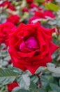 A lush bush of red roses on a background of nature. Royalty Free Stock Photo