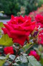 A lush bush of red roses on a background of nature. Many flowers and buds on the stem Royalty Free Stock Photo